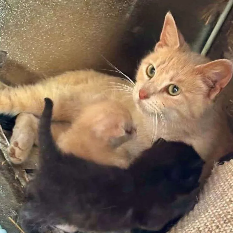 An adult medium-sized female Orange / Red Domestic Short Hair cat named Irma  Wkh for adoption in Independence, MO