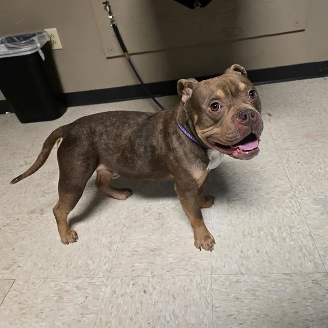 An adult medium-sized male American Bulldog dog named Tootie for adoption in Conroe, TX