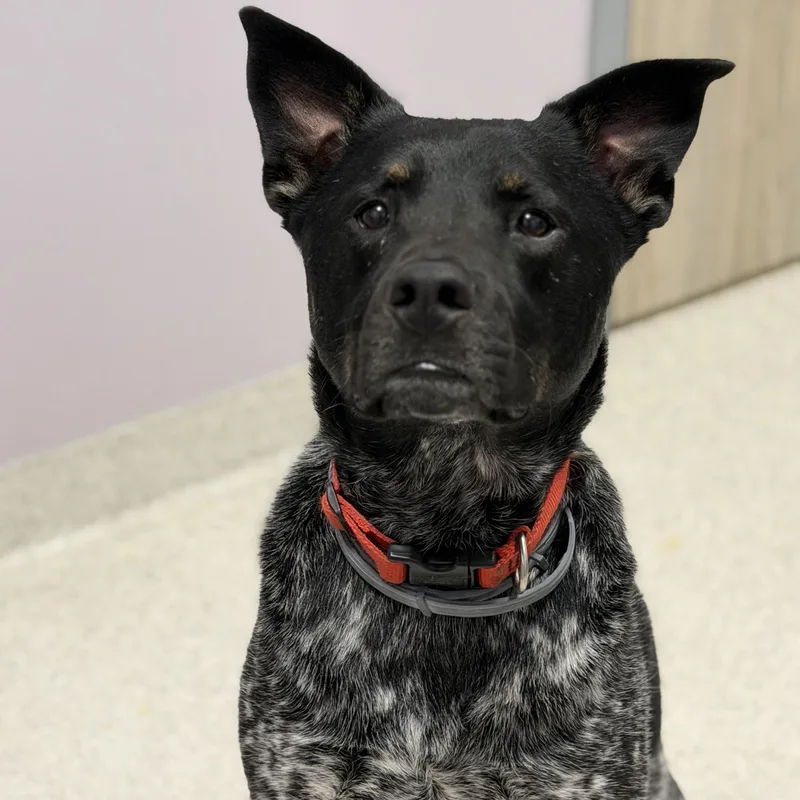 An adult medium-sized male Merle (Blue) Mixed Breed dog named Sam for adoption in Cooperstown, NY