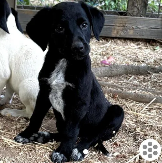 A baby large-sized female Black Labrador Retriever dog named Padme for adoption in Detroit, MI