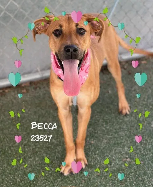 A baby medium-sized female Tricolor (Brown, Black, & White) Hound dog named Becca for adoption in Marietta, GA