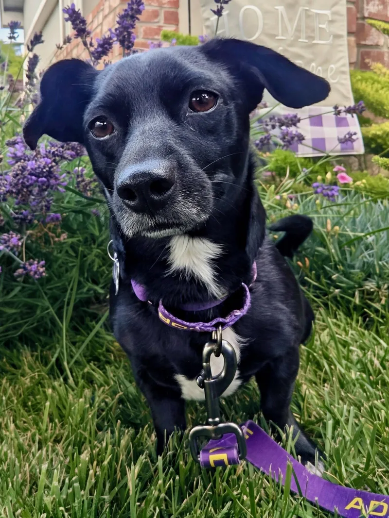 A young small-sized female Dachshund dog named Tarot for adoption in Palo Alto, CA