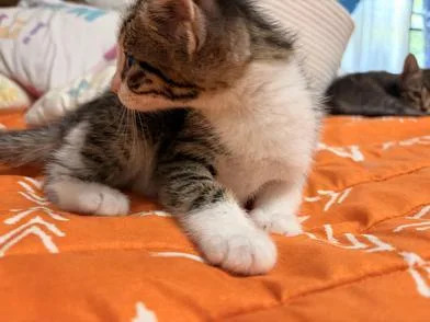 A baby small-sized male Tabby (Brown / Chocolate) Domestic Medium Hair cat named Flash for adoption in Liverpool, TX