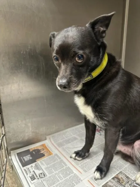An adult small-sized male Mixed Breed dog named Fat Boy for adoption in Los Angeles, CA