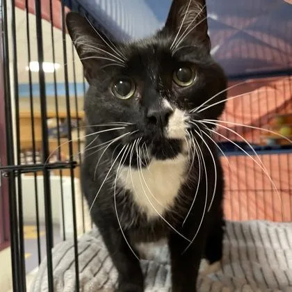 A senior large-sized male Domestic Short Hair cat named Wiggles w Figaro for adoption in West Swanzey, NH