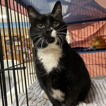Wiggles w Figaro thumbnail 2