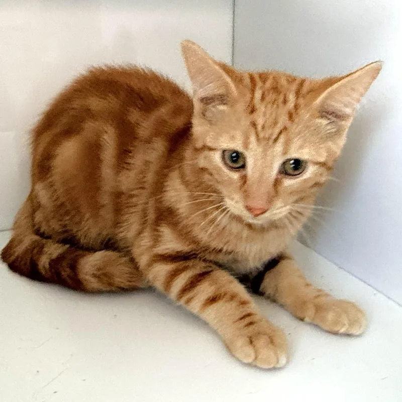A baby medium-sized male Orange / Red Domestic Short Hair cat named Copper for adoption in Warrensburg, MO