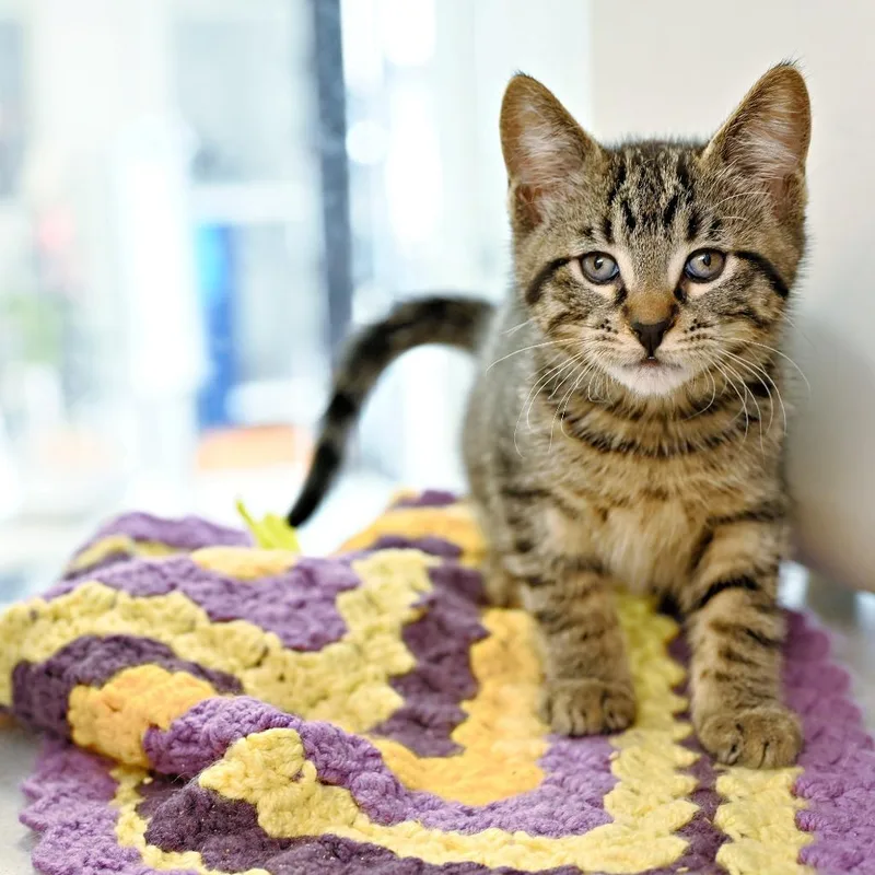 A baby medium-sized male Domestic Short Hair cat named Rocca for adoption in Shoreline, WA