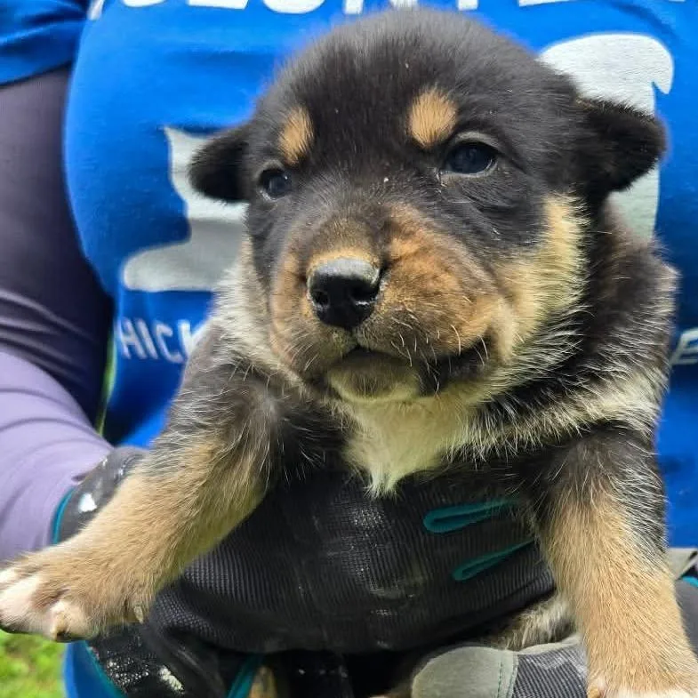 A baby small-sized male Black Australian Cattle Dog / Blue Heeler dog named Elvis for adoption in Hohenwald, TN