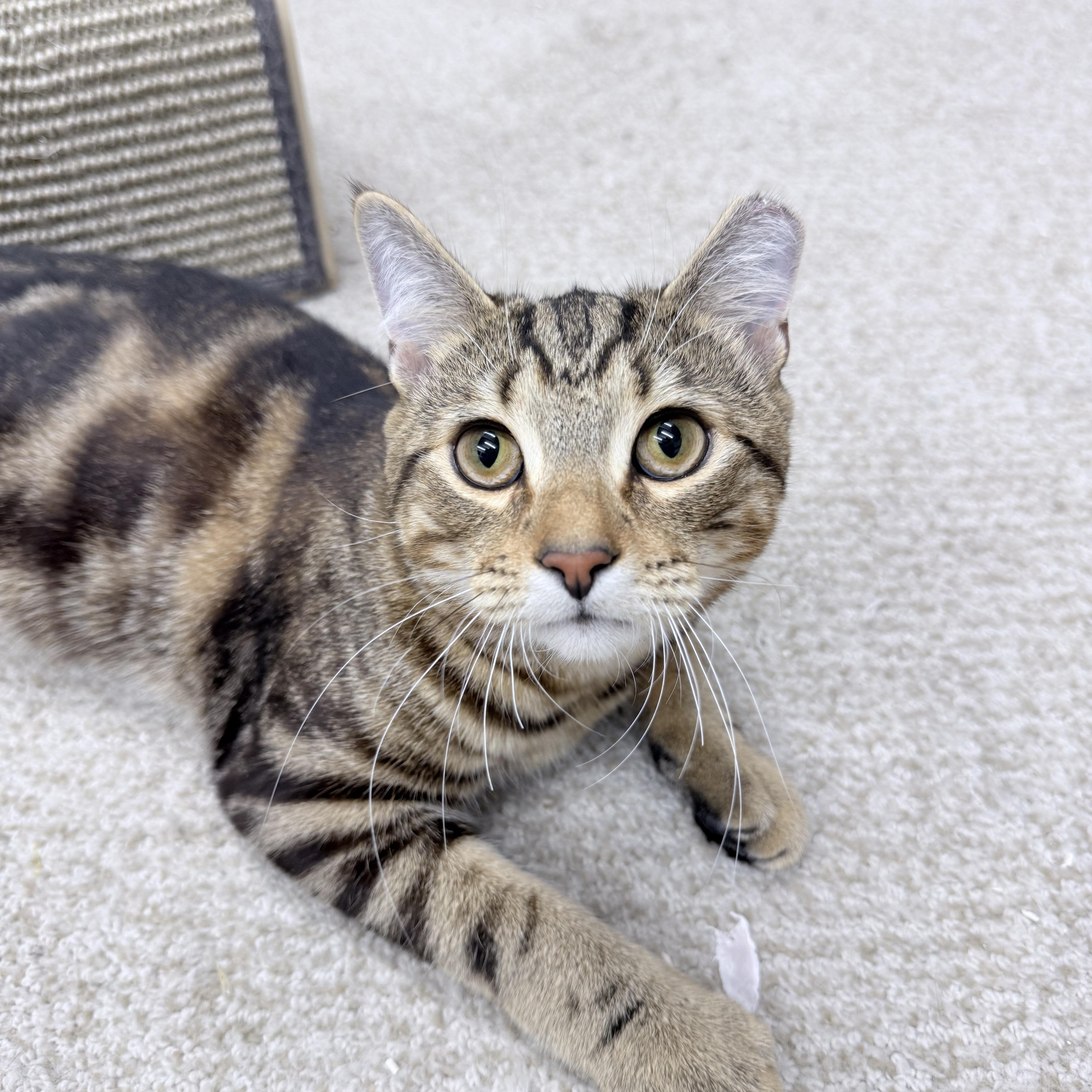 A young medium-sized male Tabby (Buff / Tan / Fawn) Bengal cat named Aldrich for adoption in Philadelphia, PA