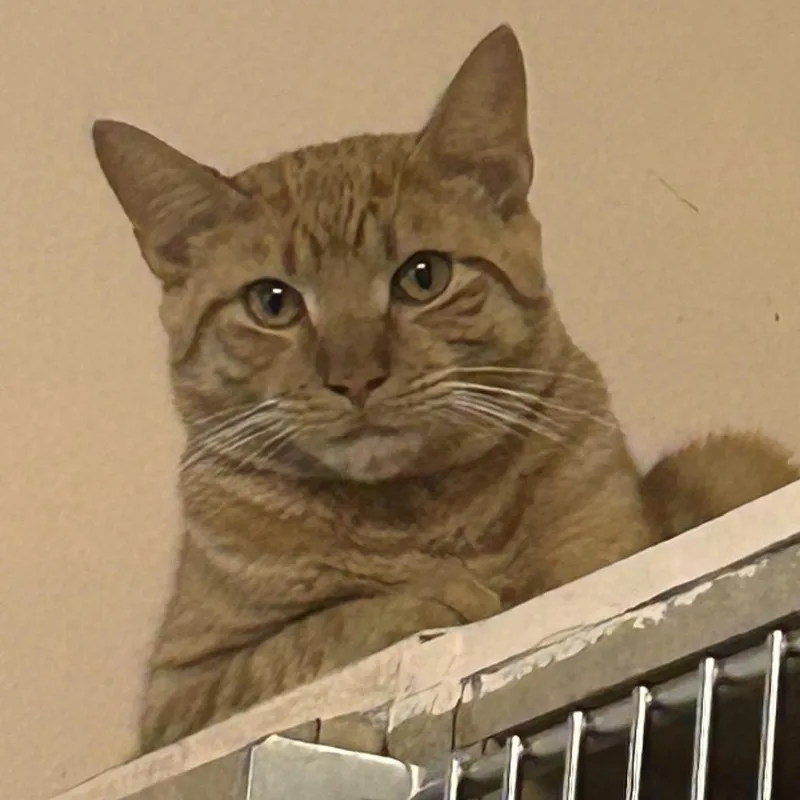 An adult large-sized male Orange / Red Domestic Short Hair cat named Lloyd for adoption in Port Richey, FL