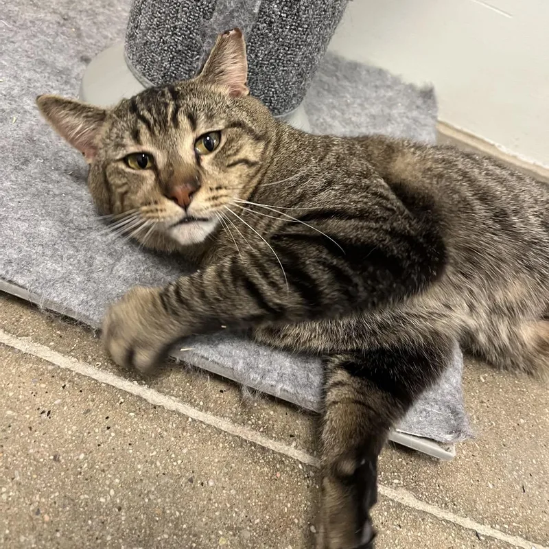 An adult medium-sized male Black Domestic Short Hair cat named Uhaul for adoption in York, PA