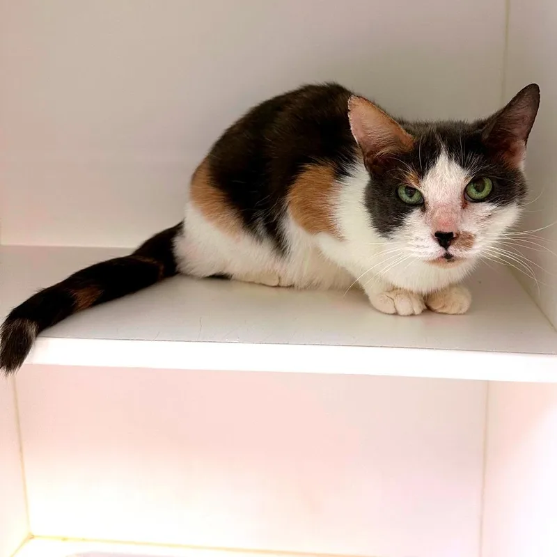 An adult medium-sized female Gray / Blue / Silver Domestic Short Hair cat named Garma for adoption in Philadelphia, PA