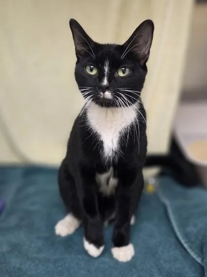 An adult small-sized female Domestic Short Hair cat named Marmalade for adoption in Westland, MI