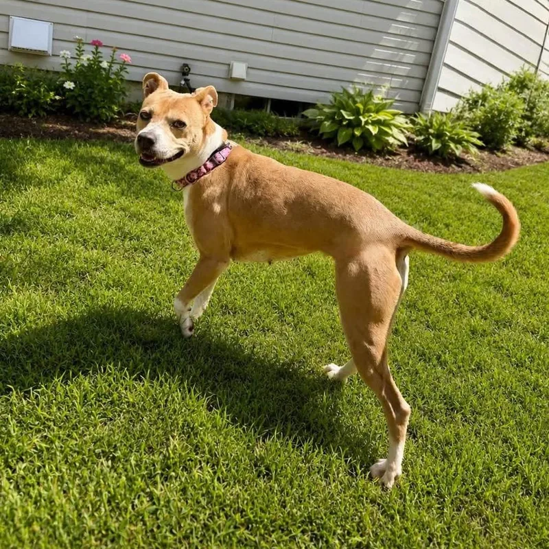 An adult medium-sized female White / Cream Terrier dog named Daisy for adoption in Conway, NH