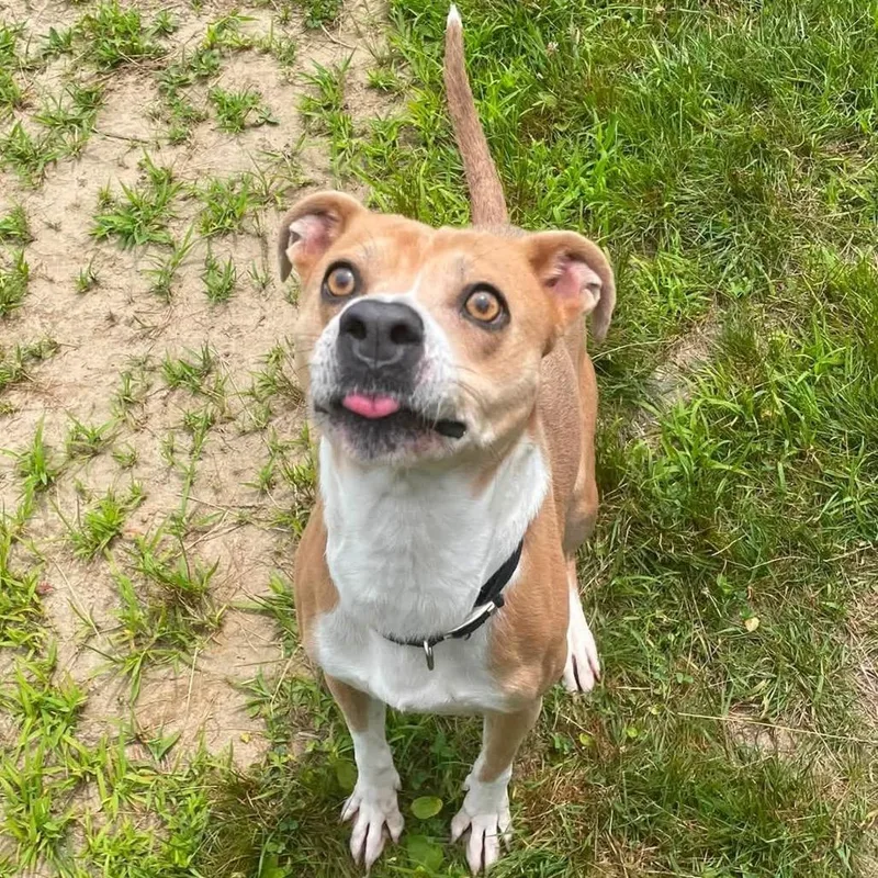 Daisy thumbnail 2