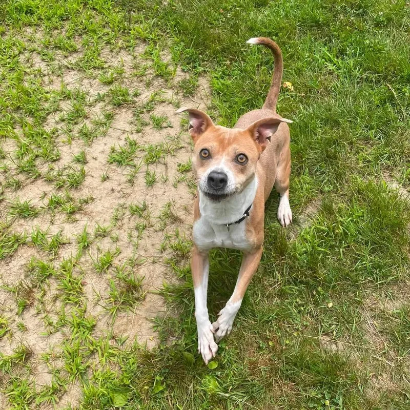 Daisy thumbnail 3