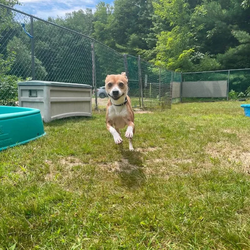 Daisy thumbnail 5