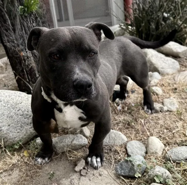 A young medium-sized male Pit Bull Terrier dog named Chulo for adoption in Lancaster, CA