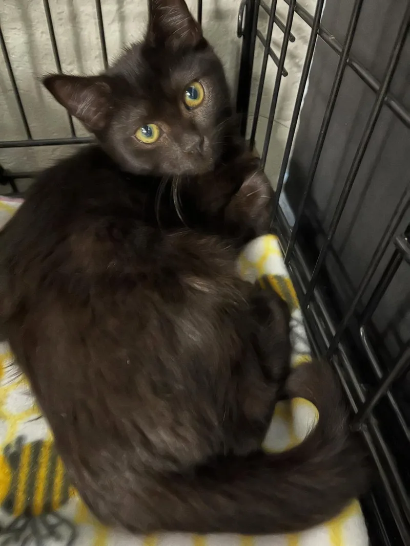 Villetta thumbnail 2