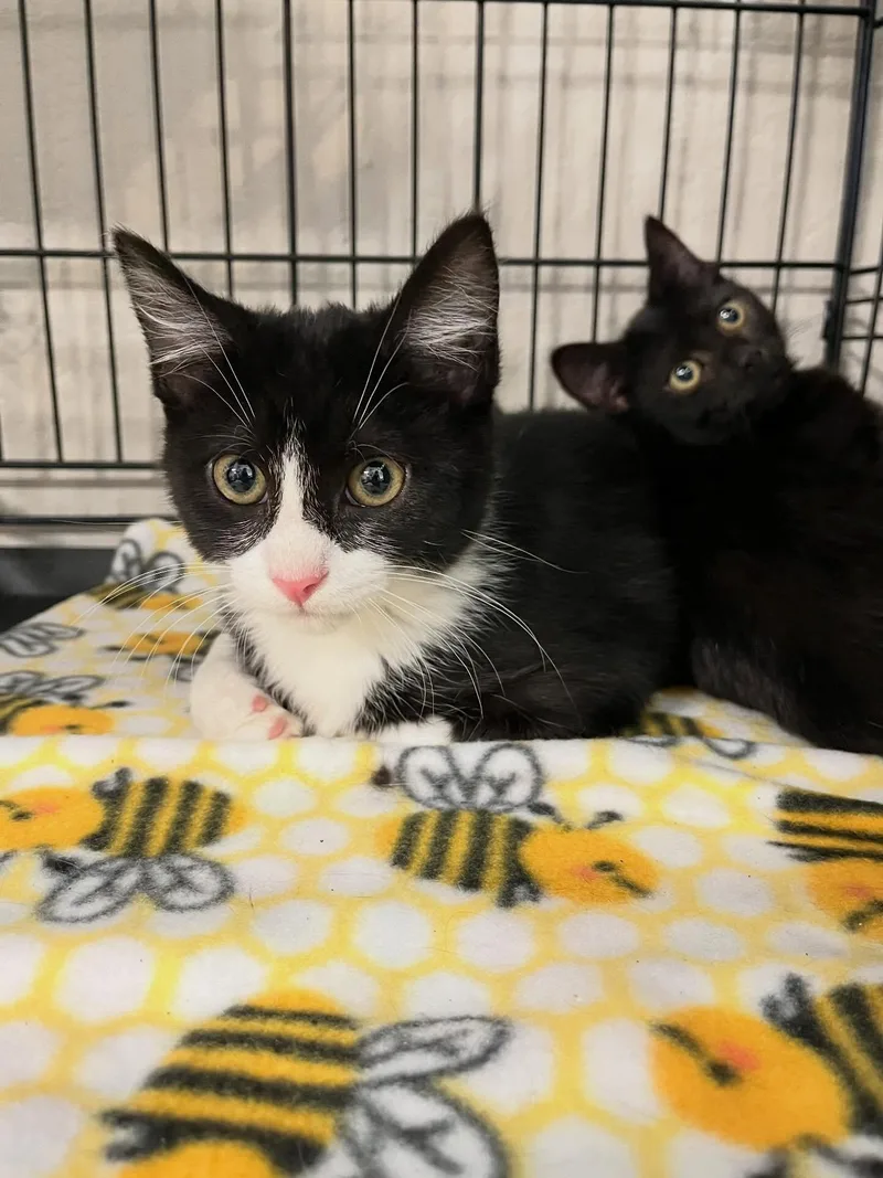 Villetta thumbnail 3