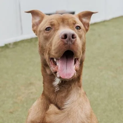 An adult medium-sized male Mixed Breed dog named Diesel for adoption in Largo, FL
