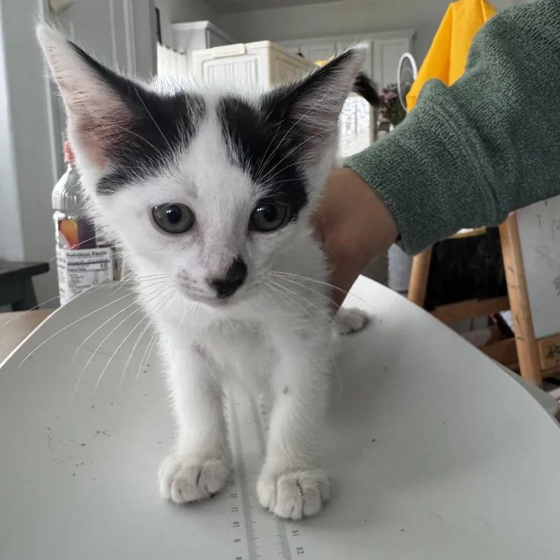 A baby small-sized female White Domestic Medium Hair cat named Lolo for adoption in Katy, TX