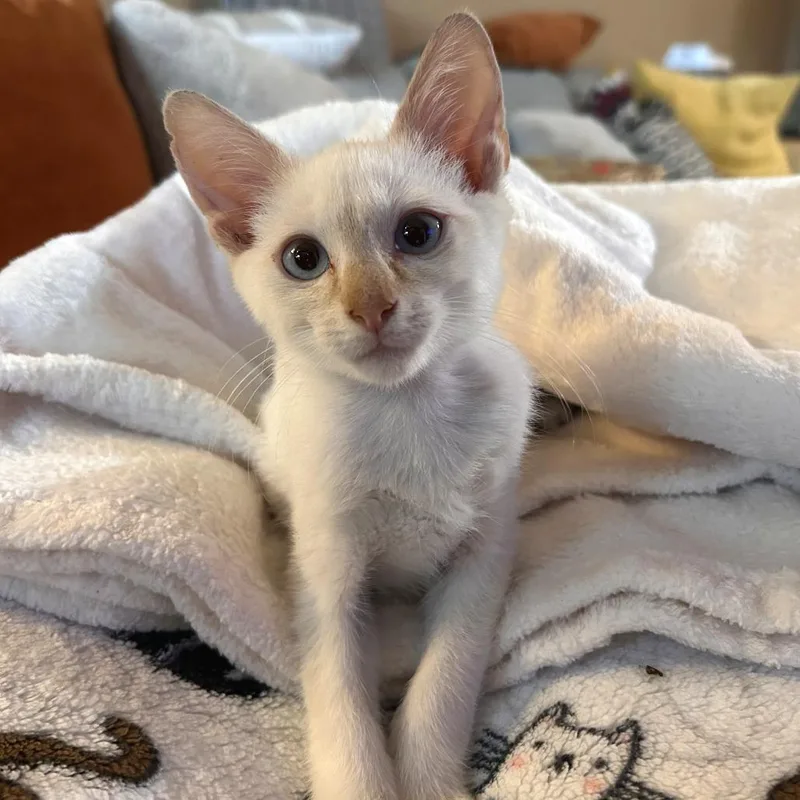 A baby small-sized male Siamese cat named Morgan for adoption in San Antonio, TX