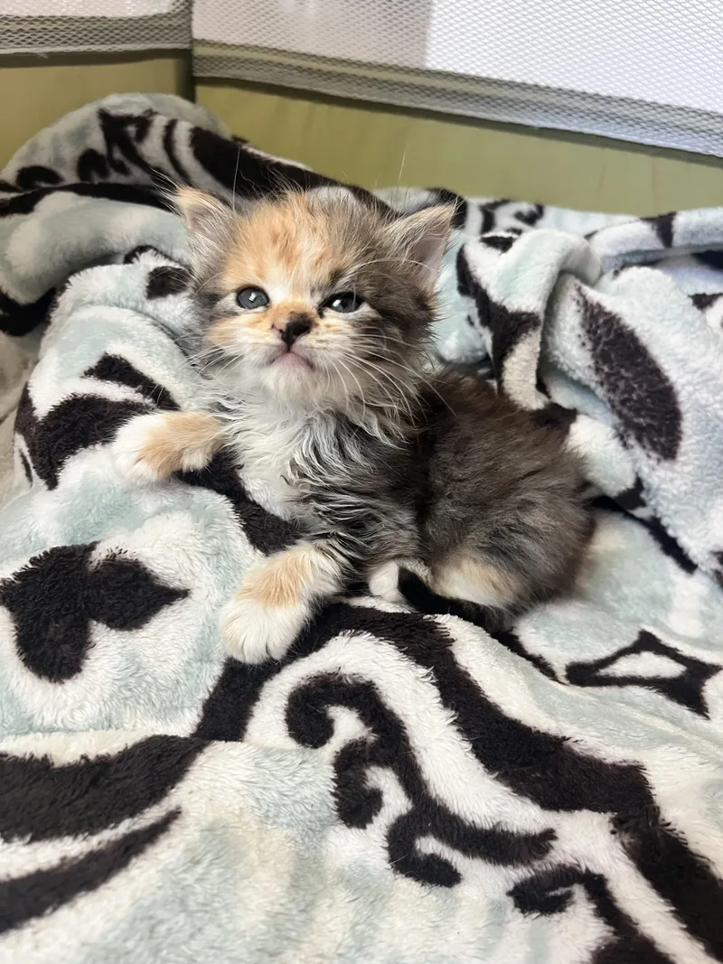 Winnie Von Waddles