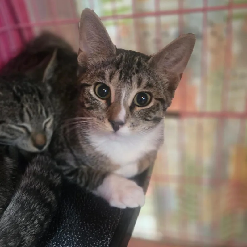 Kiki
