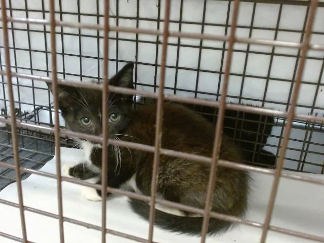 A baby small-sized male Domestic Short Hair cat named Peter for adoption in Miami, FL