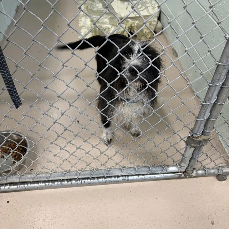 An adult medium-sized male Black Terrier dog named Baymax for adoption in Philadelphia, PA