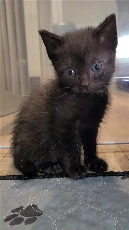 A baby medium-sized female Domestic Short Hair cat named Happy for adoption in Fayetteville, AR