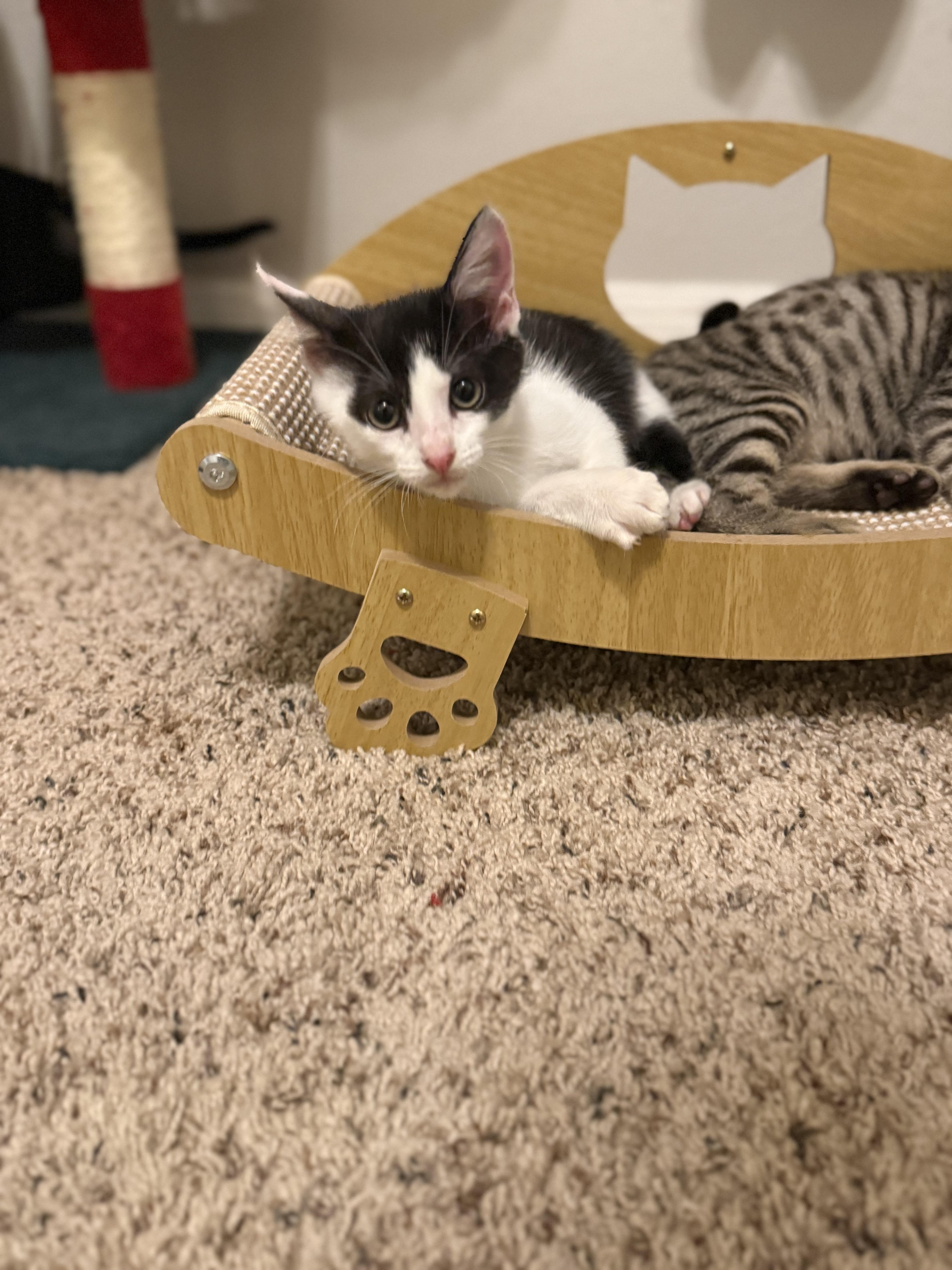 A baby medium-sized male Black & White / Tuxedo Domestic Short Hair cat named Pork Chop for adoption in Intercession city , FL