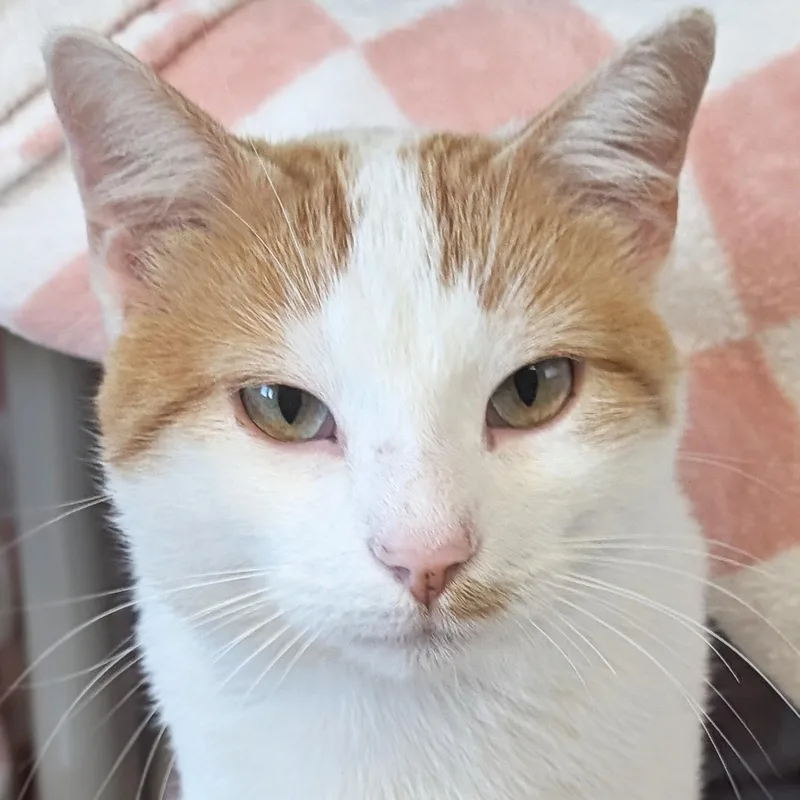 A young medium-sized male Domestic Short Hair cat named Pikachu for adoption in Jefferson, WI