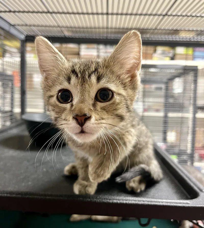 A baby medium-sized female Tabby (Brown / Chocolate) Domestic Short Hair cat named Agnetha for adoption in Seville, OH