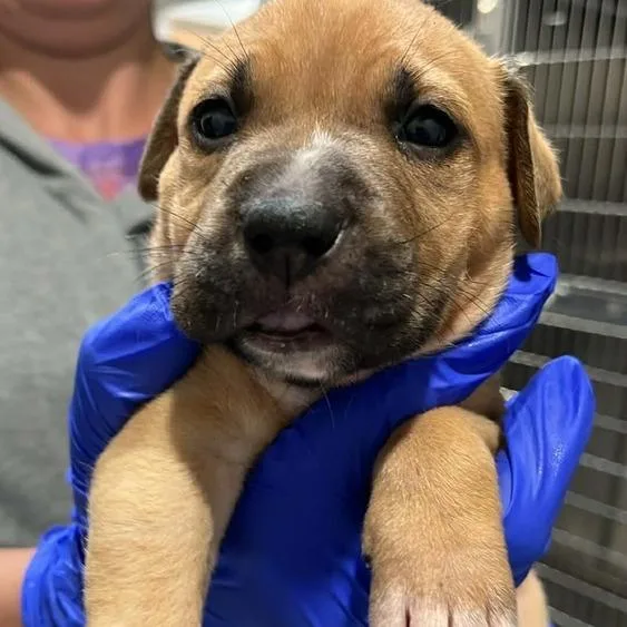 A baby medium-sized female Brown / Chocolate Mixed Breed dog named Clover for adoption in Seminole, FL