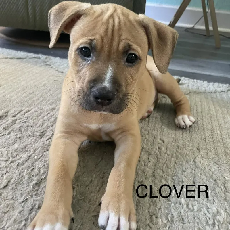 Clover thumbnail 2
