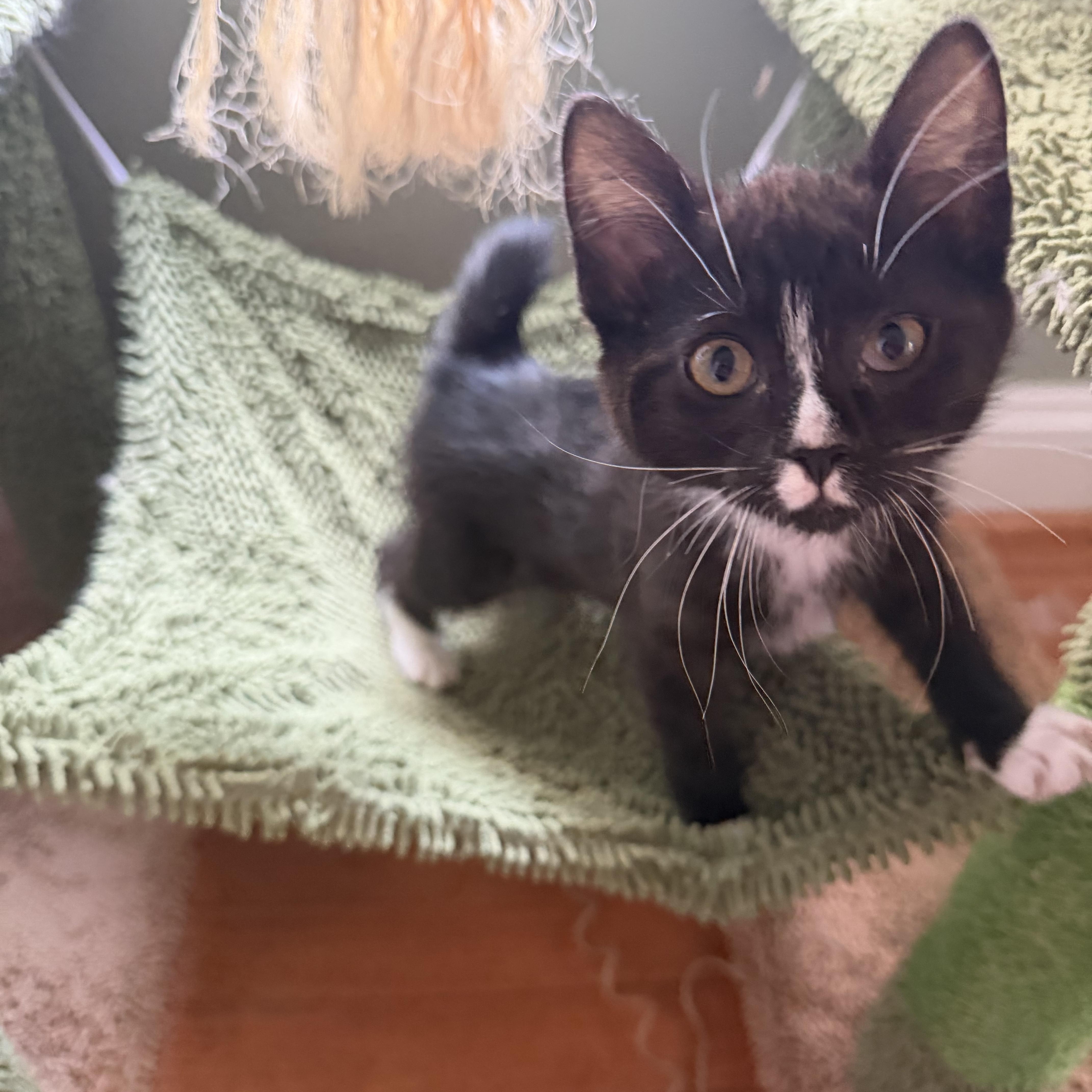 A baby medium-sized male Domestic Short Hair cat named Twizzler and Twix for adoption in Columbia, MD