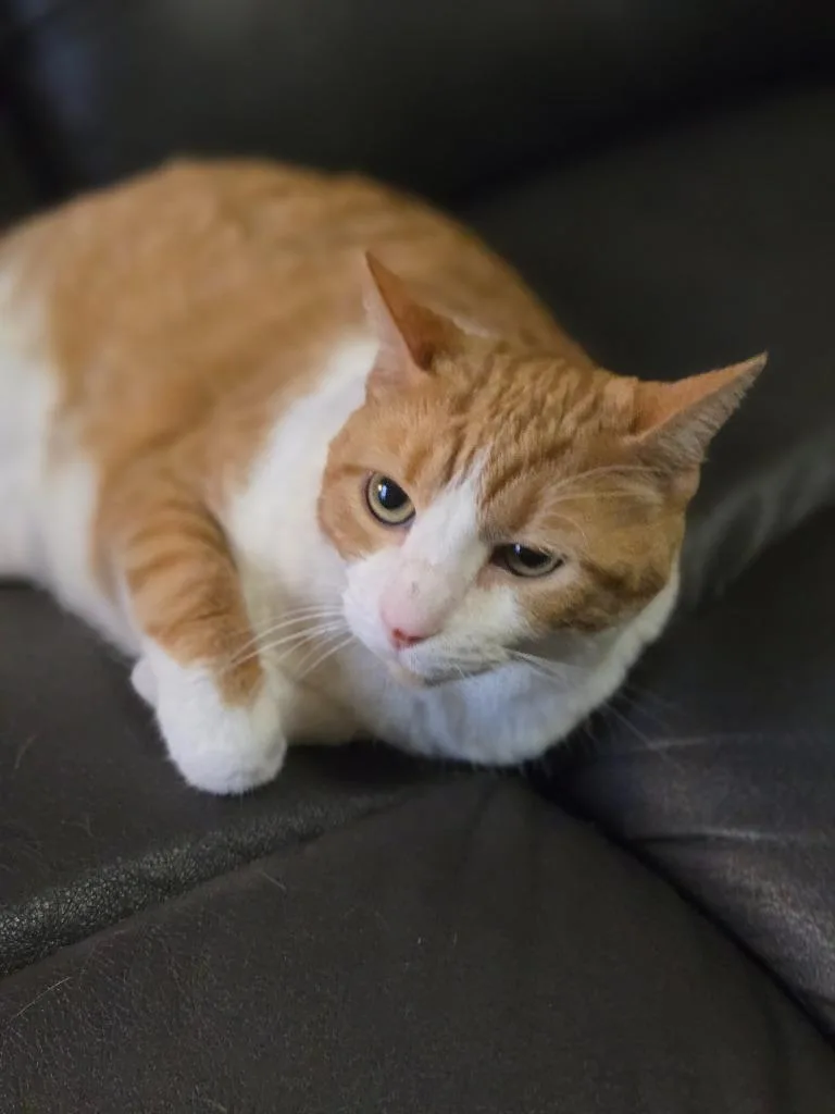 A senior small-sized female Domestic Short Hair cat named Bella for adoption in Ballwin, MO