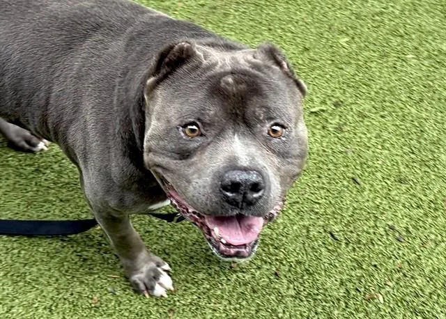An adult large-sized male English Bulldog dog named Gumball for adoption in Omaha, NE