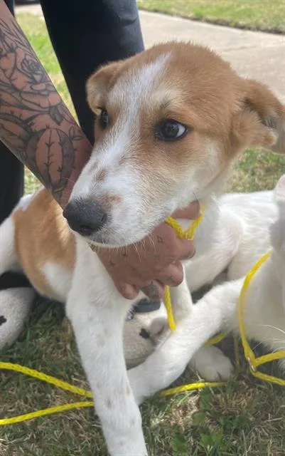 A baby large-sized male Mixed Breed dog named Pie for adoption in Dallas, TX