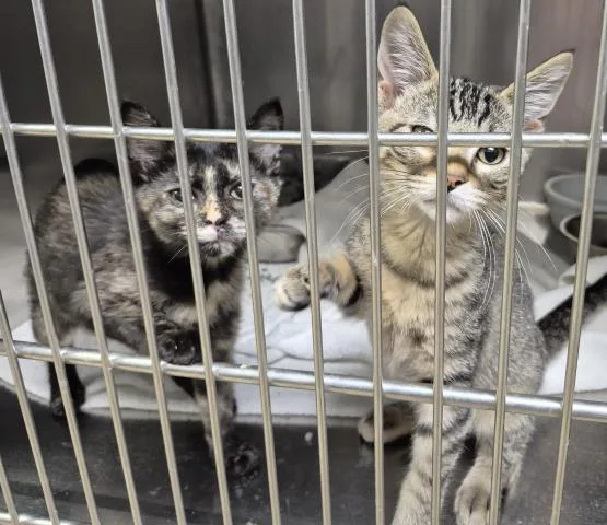 A baby small-sized female Domestic Short Hair cat named Waffles for adoption in Decatur, IL