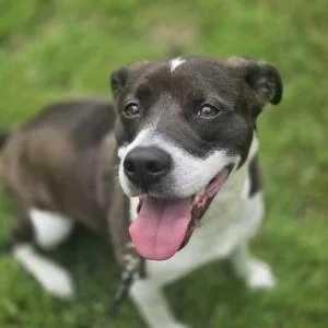An adult medium-sized female Pit Bull Terrier dog named Nova for adoption in Philippi, WV