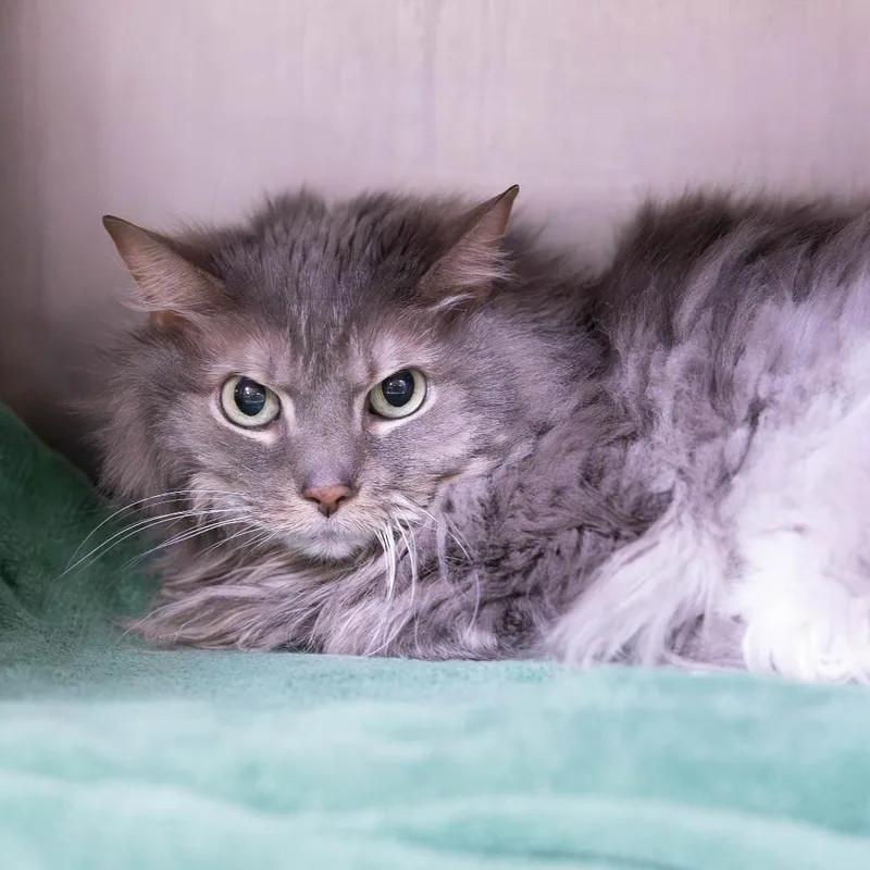 A senior medium-sized female Gray / Blue / Silver Domestic Long Hair cat named Mia for adoption in Mentor, OH