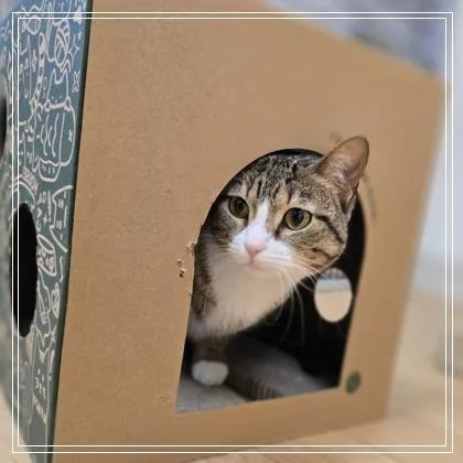 An adult medium-sized female Domestic Short Hair cat named Katie for adoption in Woodstock, IL