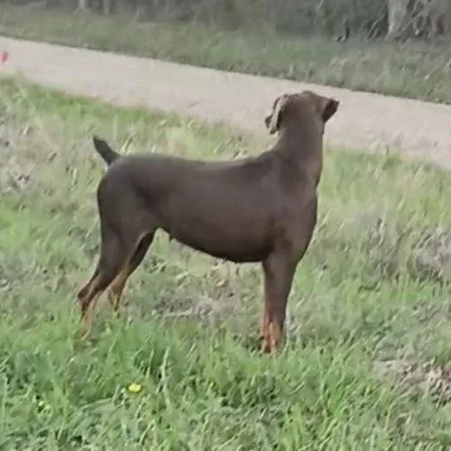 A young medium-sized female Red / Chestnut / Orange Doberman Pinscher dog named Carlita for adoption in Jackson, LA
