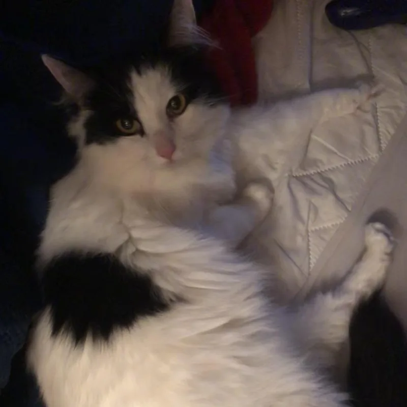 A young small-sized female Black Domestic Long Hair cat named Flower for adoption in Long Beach, CA