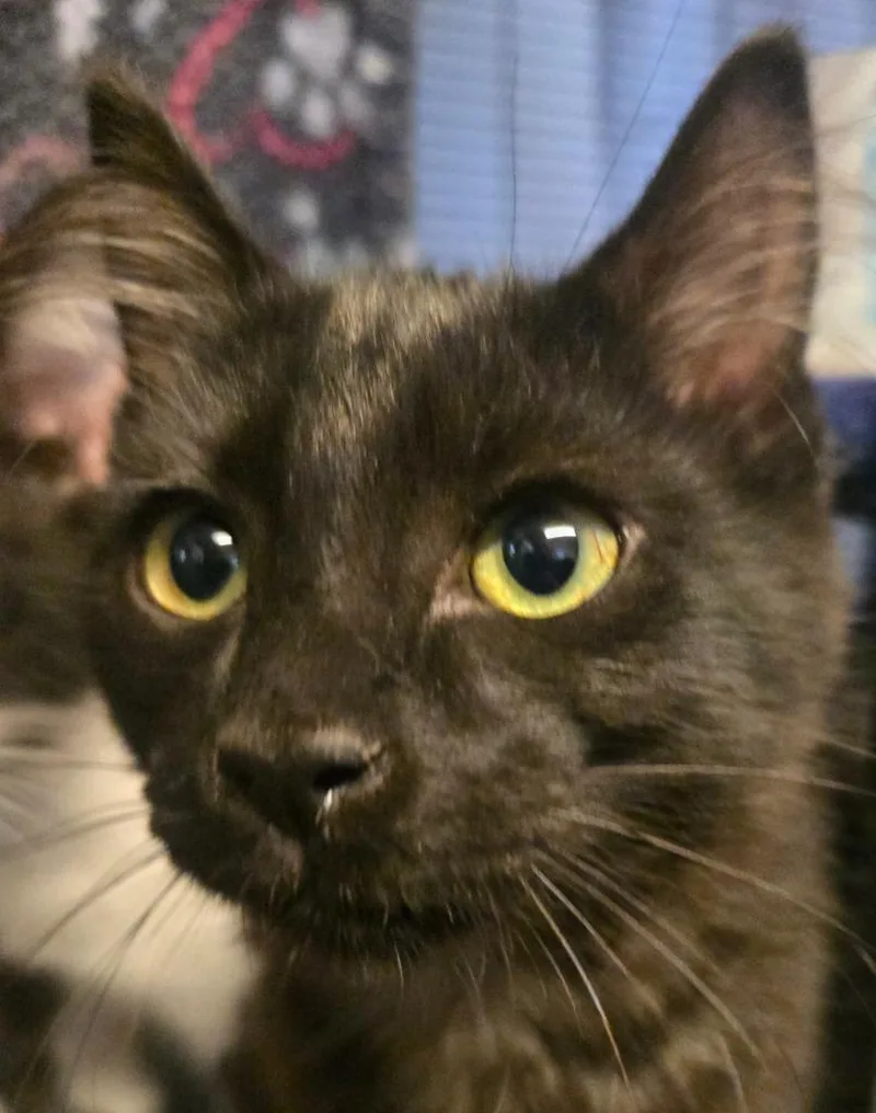 A baby medium-sized female Domestic Short Hair cat named Klaus Baudelaire  Mr. for adoption in Shelton, WA