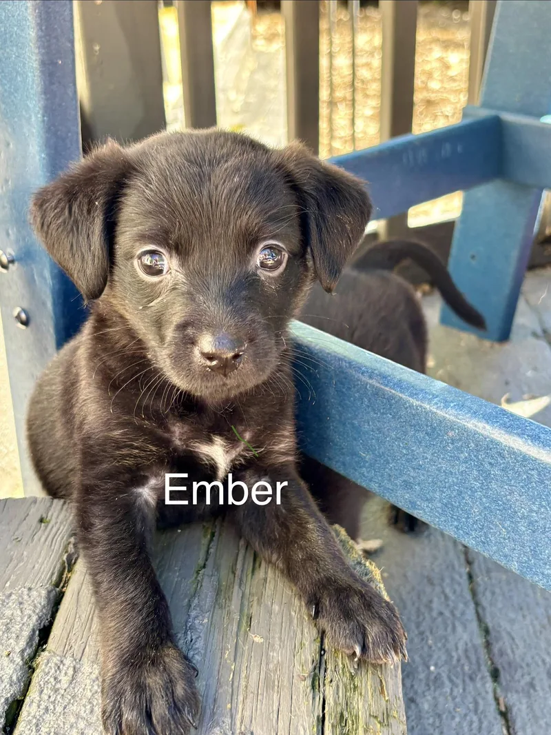 A baby small-sized female Dachshund dog named Ember for adoption in New Albany, OH